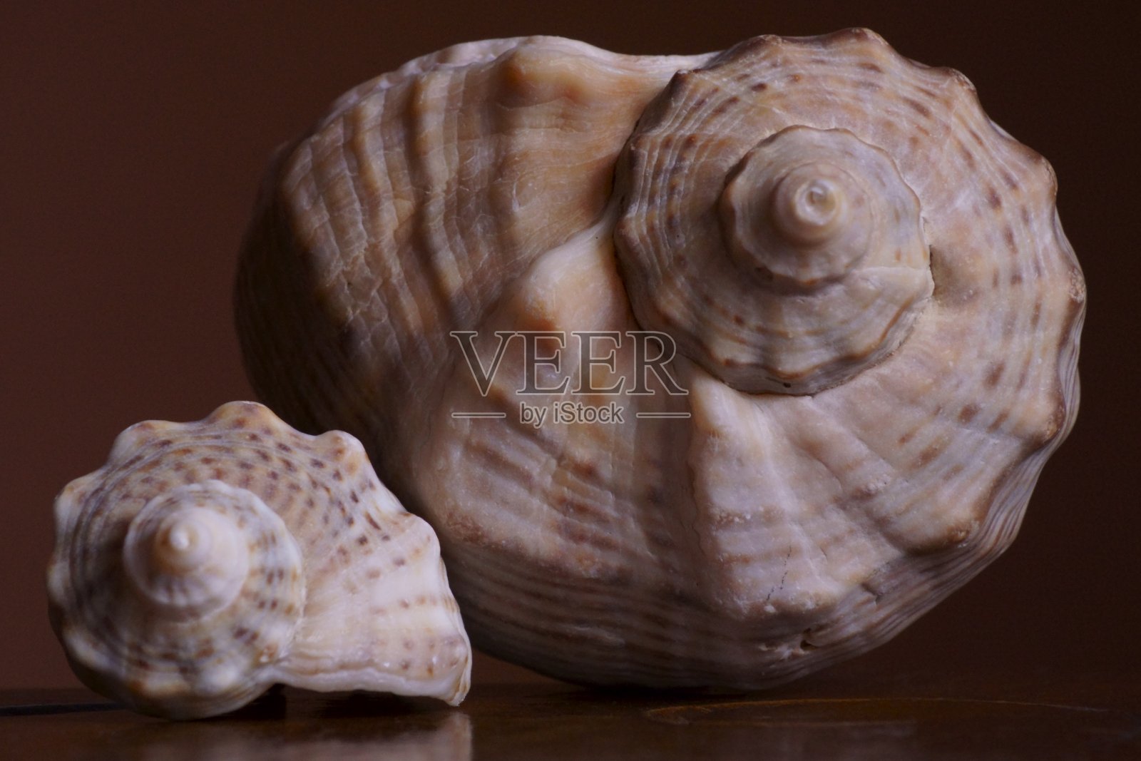 棕色背景上的海贝壳照片摄影图片