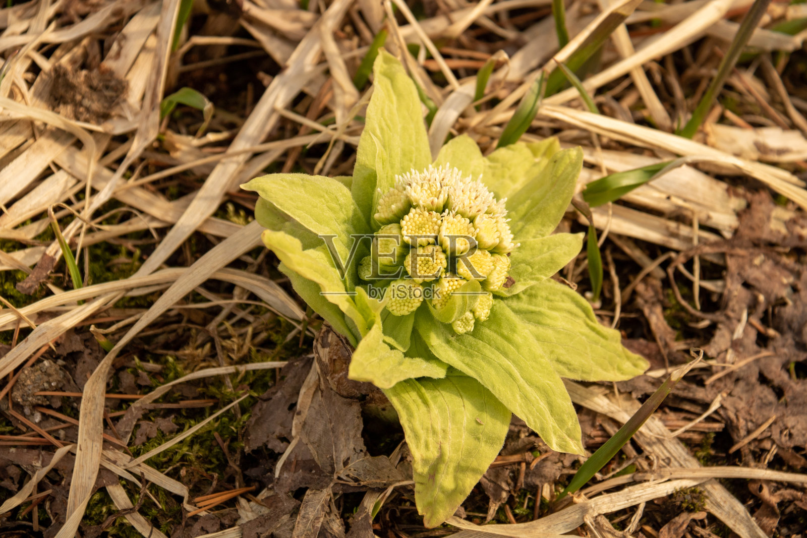 绿色的花朵在早春盛开照片摄影图片