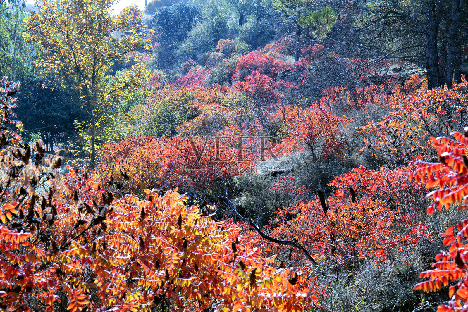 炉座的天然颜色。瓜达拉哈拉。西班牙照片摄影图片