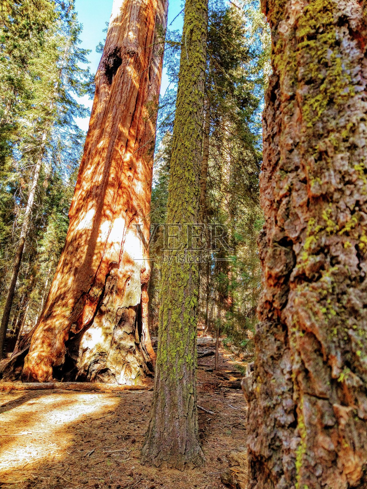 树皮照片摄影图片