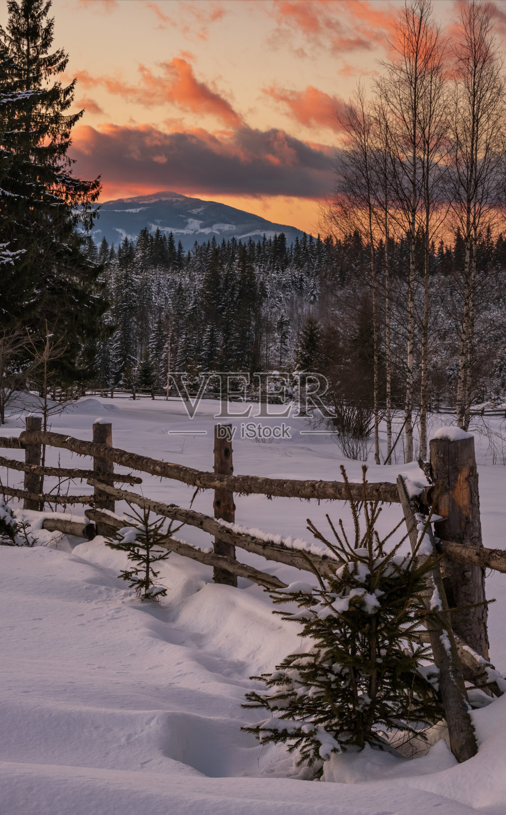 高山村郊在昨晚夕阳的余晖中。冬天的雪山和冷杉树。照片摄影图片