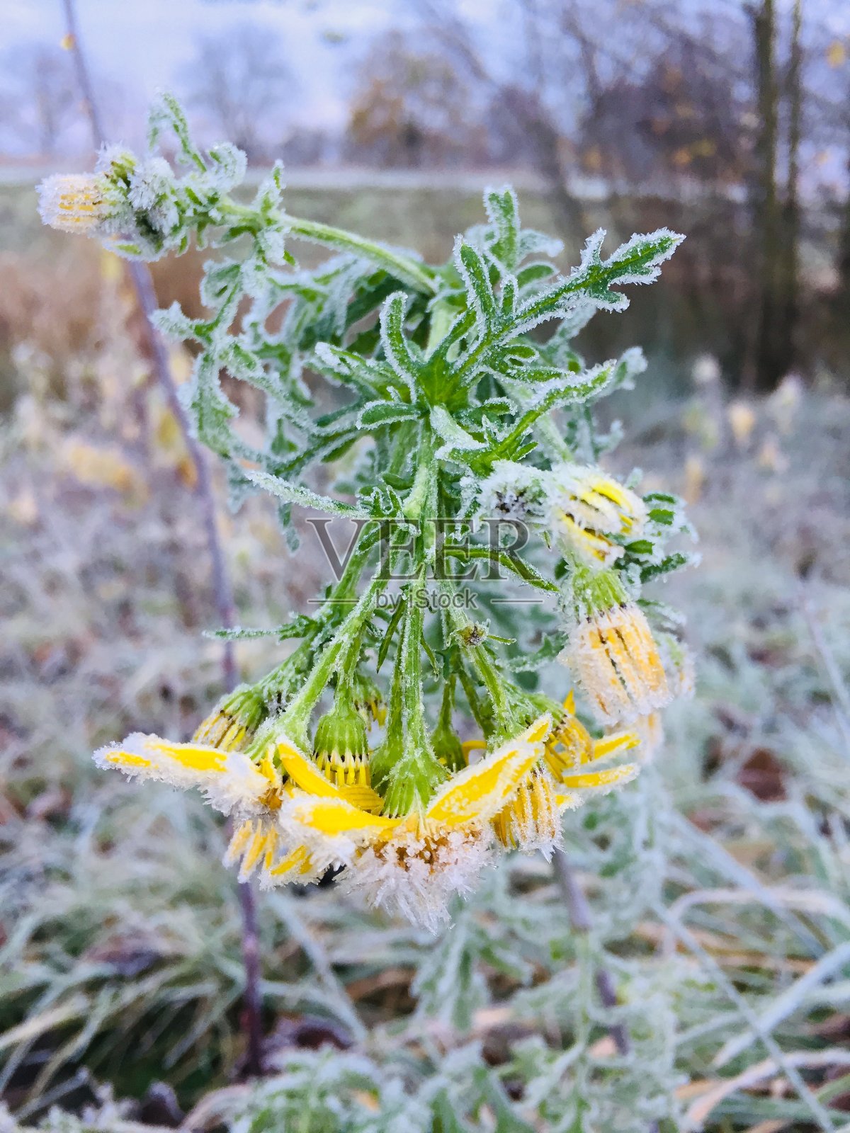 冷秋照片摄影图片
