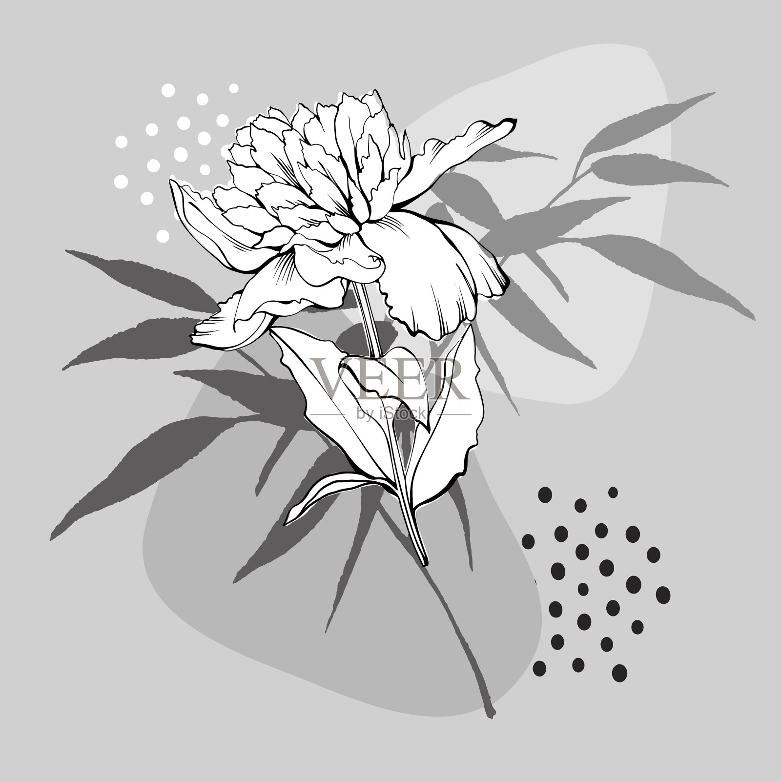 牡丹花带竹叶插画图片素材