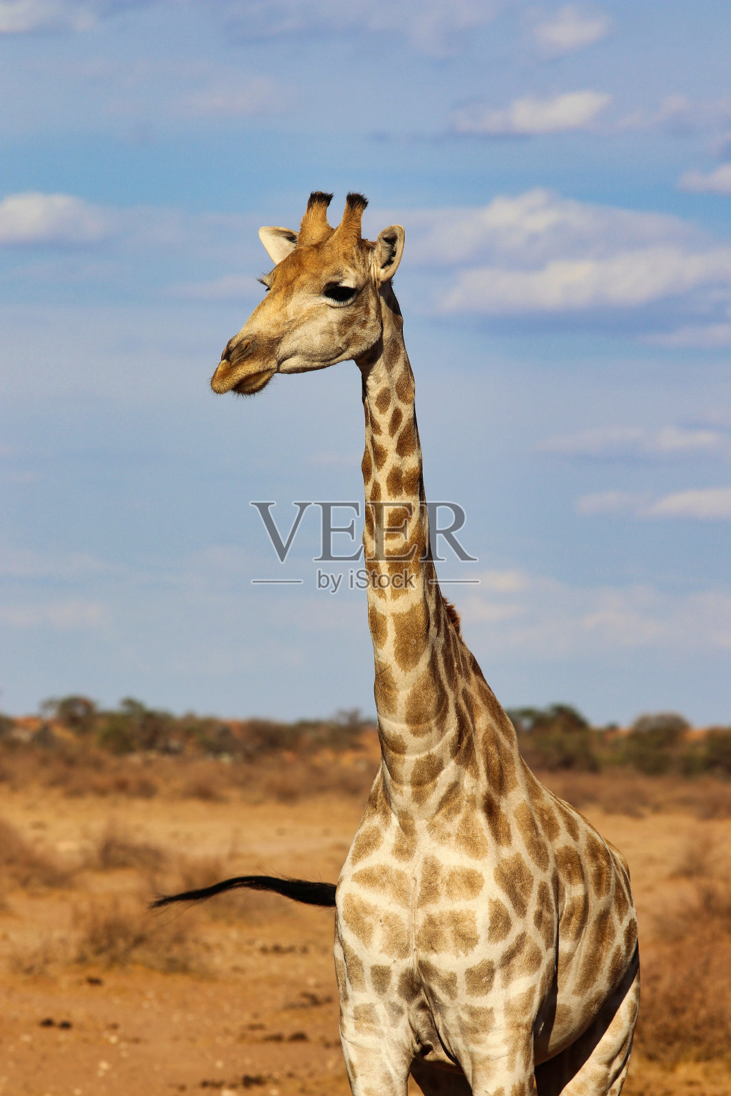 长颈鹿头-纳米比亚非洲照片摄影图片