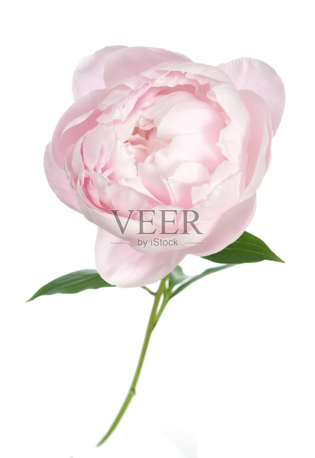 粉色的牡丹照片摄影图片