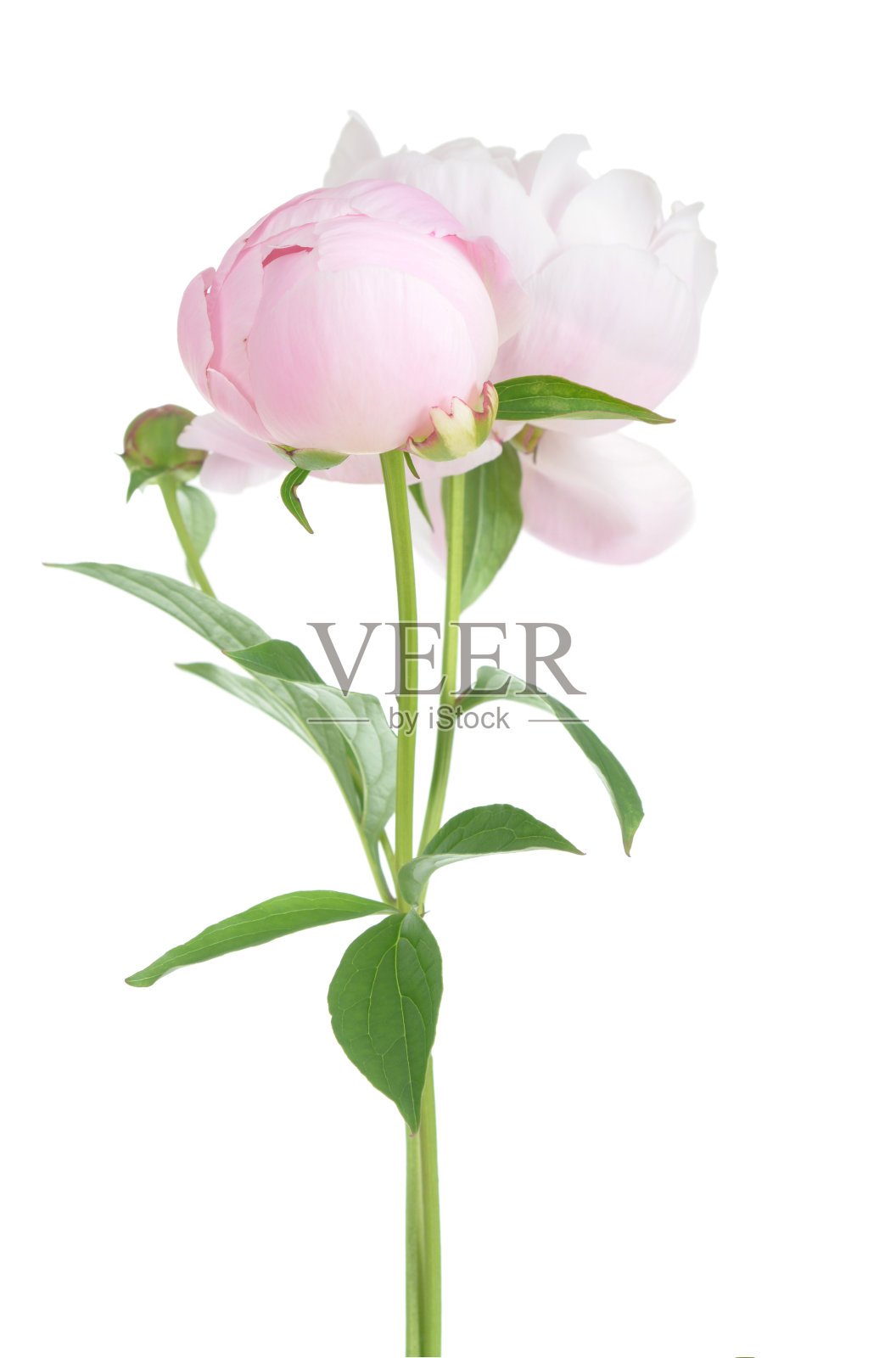 粉色的牡丹照片摄影图片