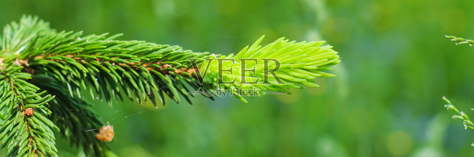 圣诞冷杉树枝背景。圣诞树墙纸。副本的空间。横幅。照片摄影图片