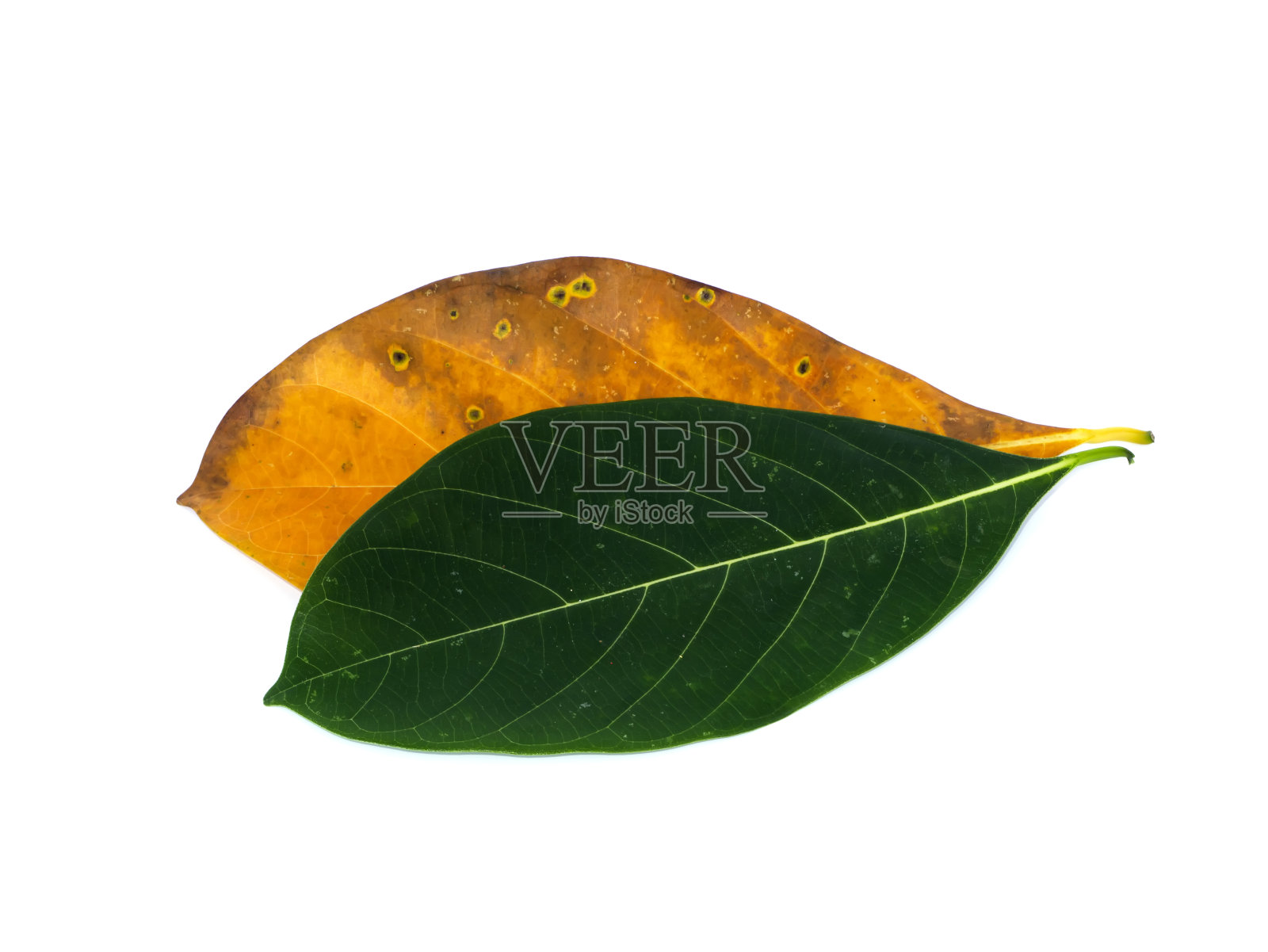 白色背景上黄色和绿色的菠萝蜜叶子照片摄影图片