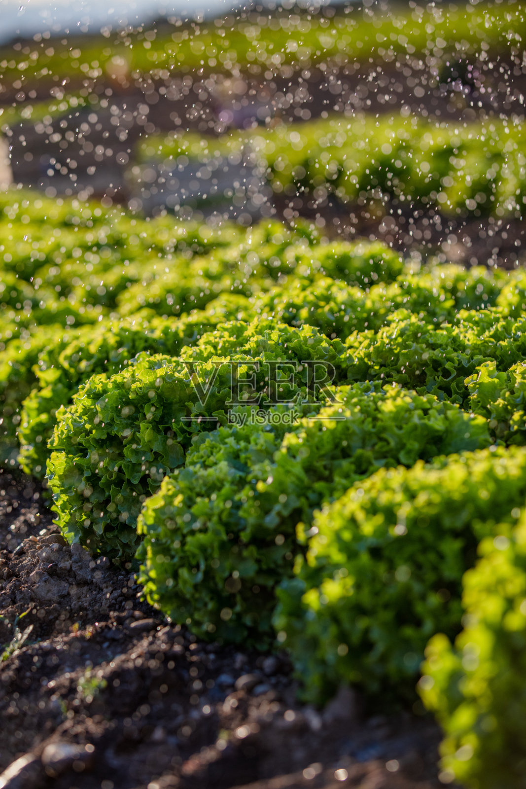 浇水时种植莴苣照片摄影图片