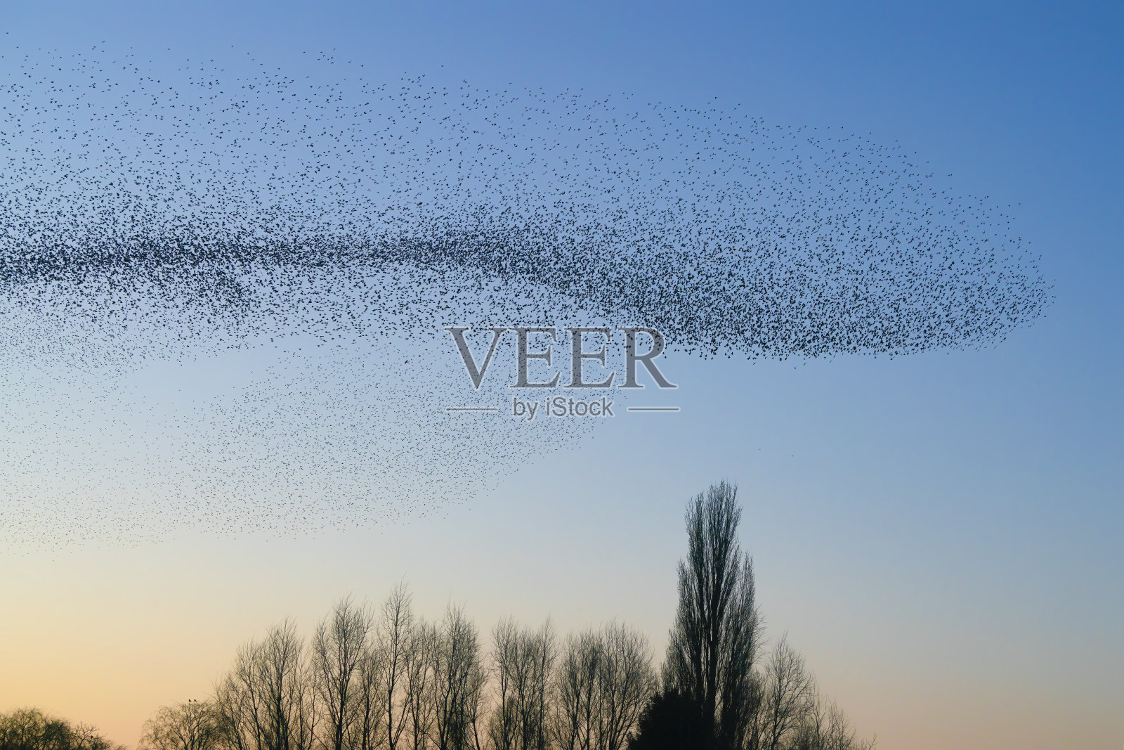 一大群美丽的椋鸟。一群椋鸟在荷兰飞翔。在1月和2月，成千上万的欧椋鸟聚集在巨大的云层中。燕八哥的淙淙声。照片摄影图片