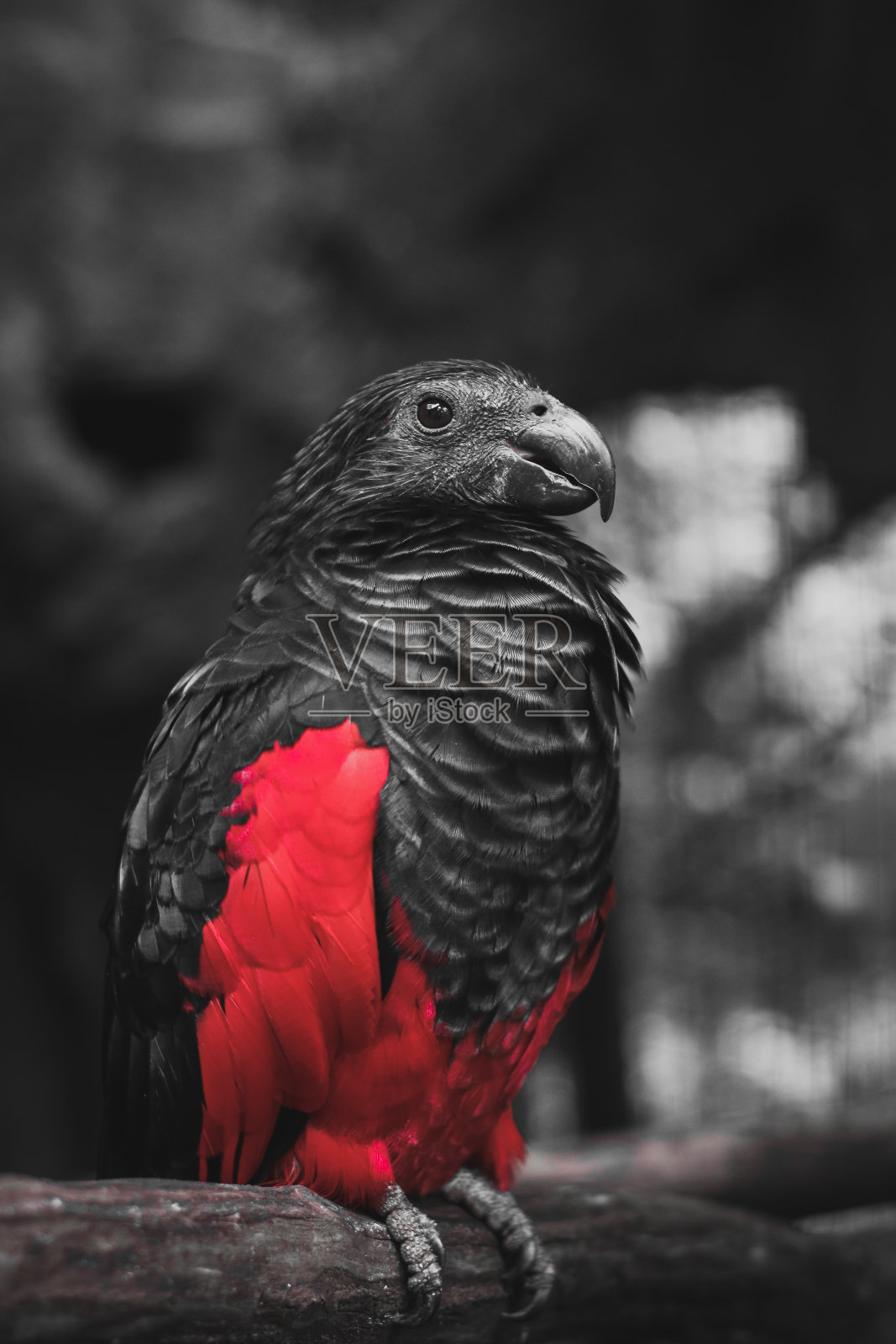 吸血鬼的鹦鹉照片摄影图片