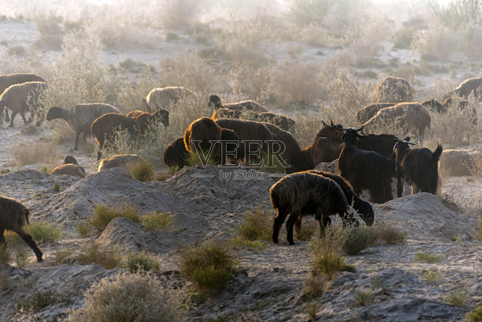 牧羊人带着羊群照片摄影图片