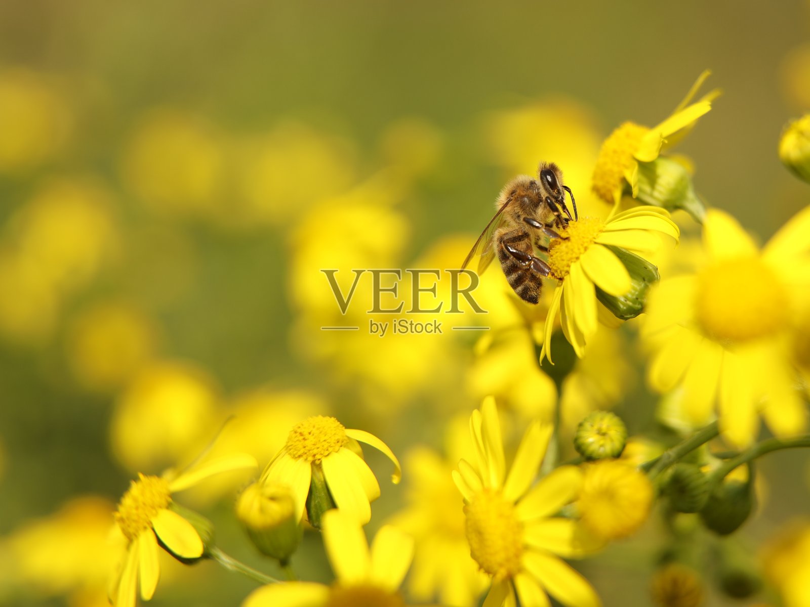 一只蜜蜂从黄色的野花上采集花蜜。昆虫在植物上的微距镜头，背景模糊。收割。植物花的传粉。温带地区的动植物。自然照片摄影图片