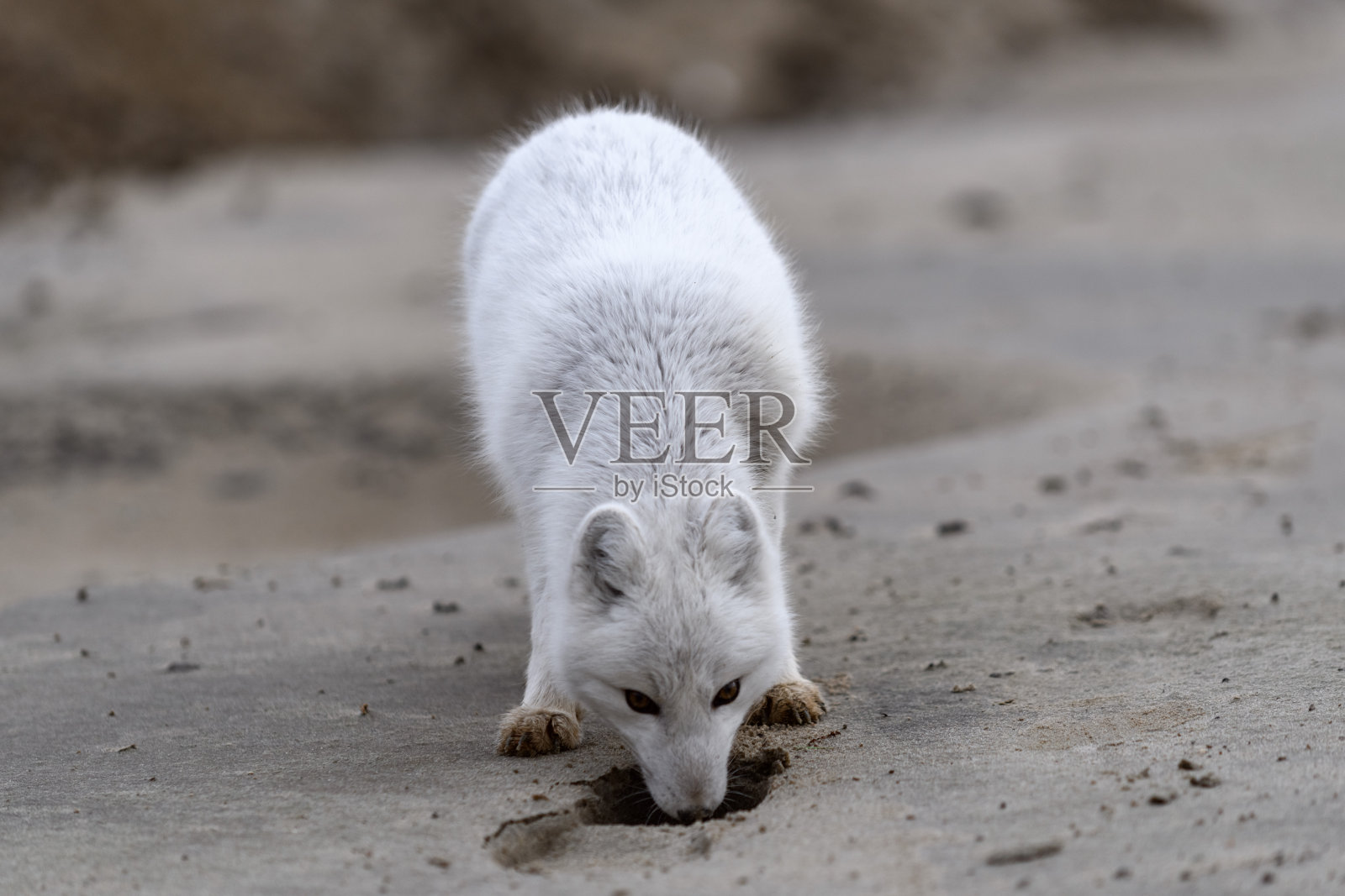 王尔德苔原上的北极狐。海滩上的北极狐。照片摄影图片