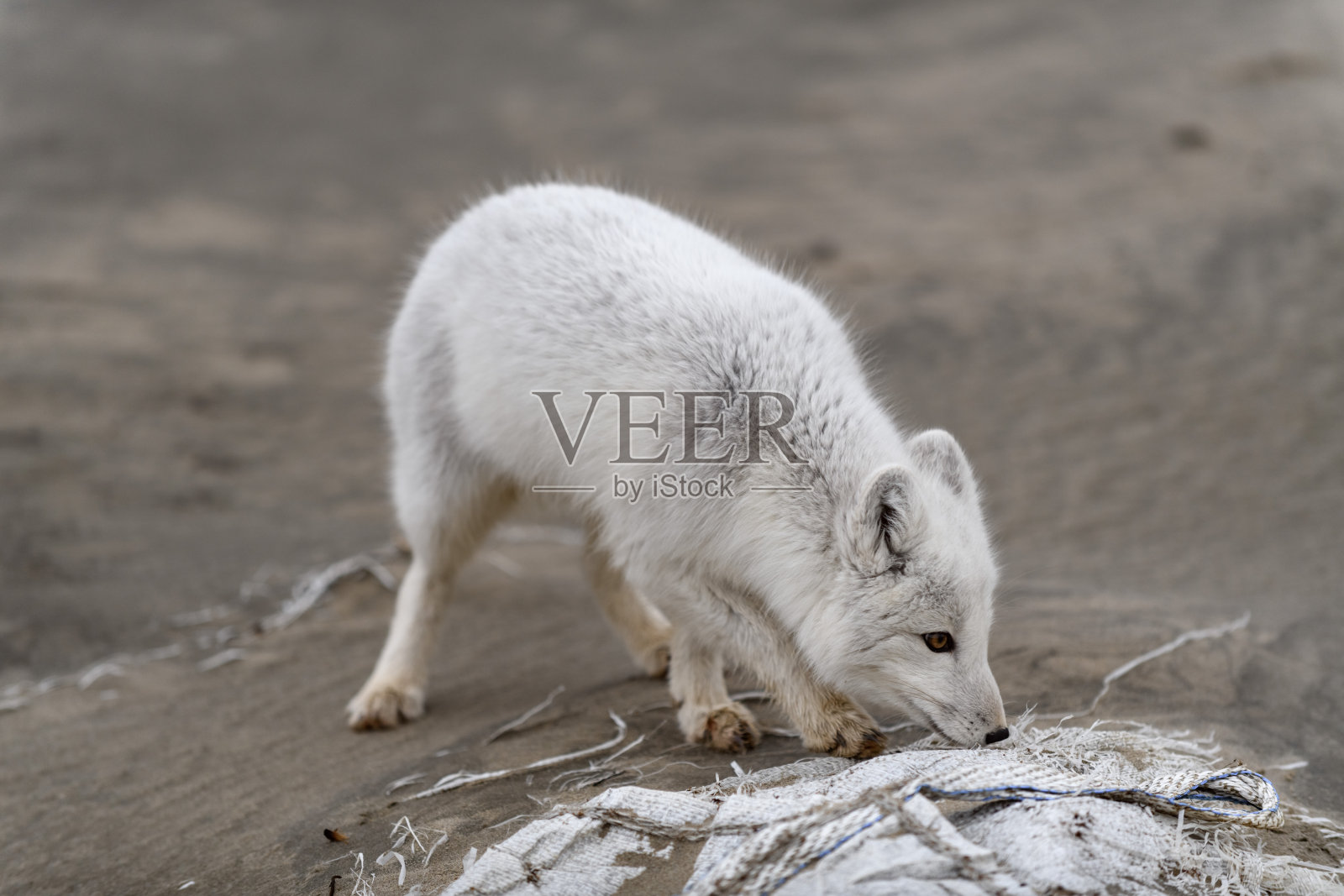 王尔德苔原上的北极狐。海滩上的北极狐。照片摄影图片