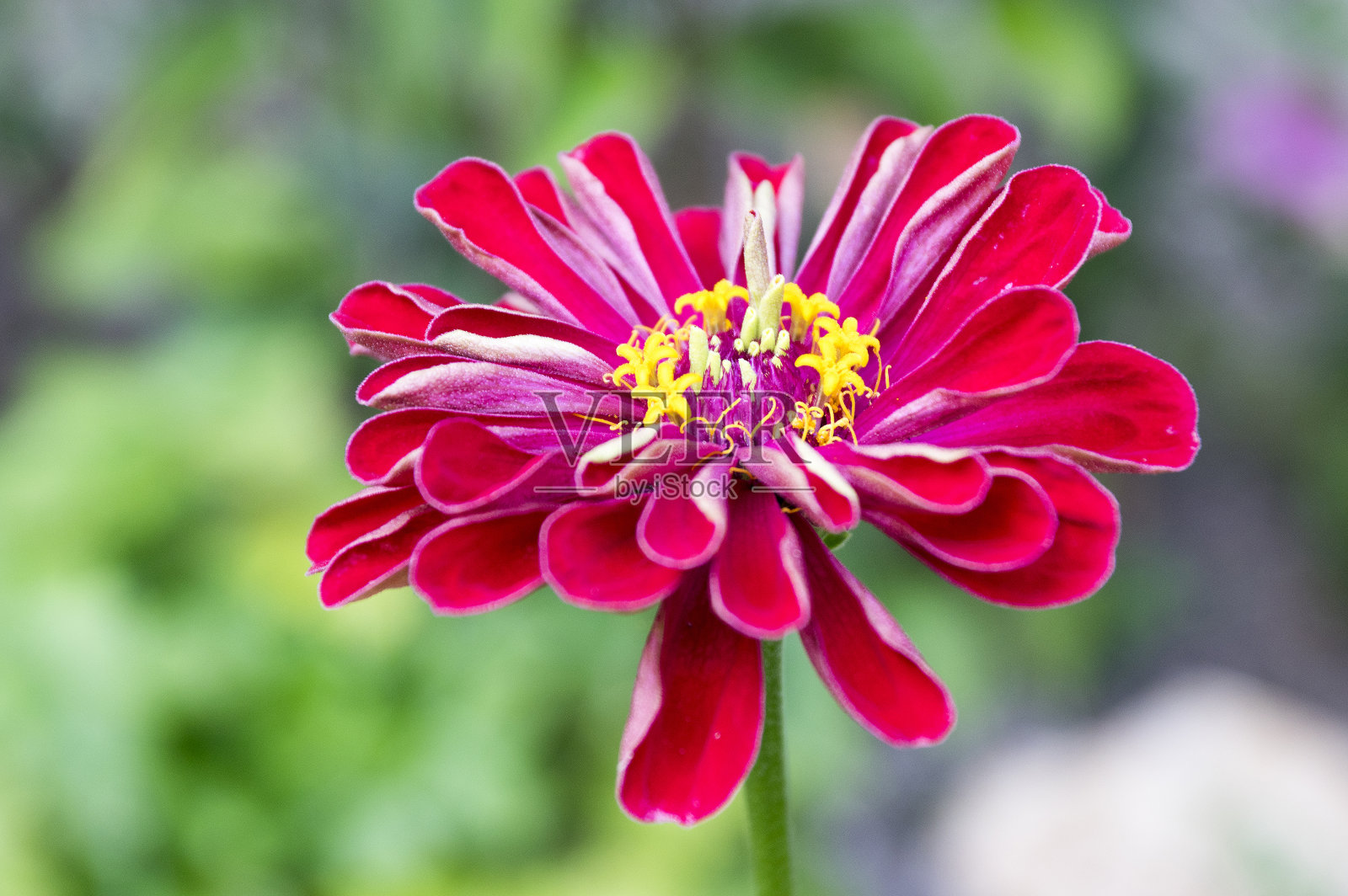 百日草又称青壮年或百日草红花，素雅艳丽照片摄影图片