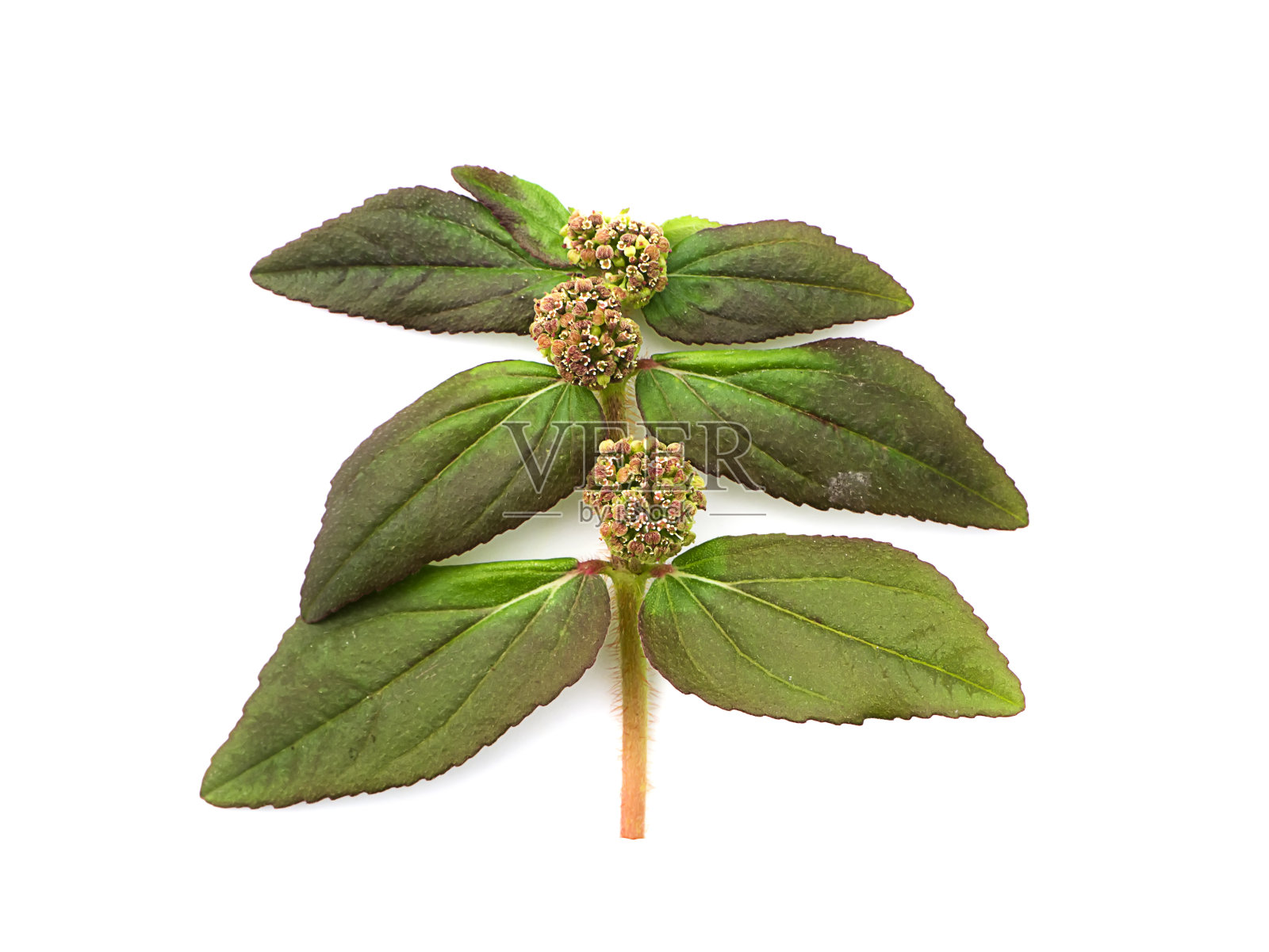 花园大戟(大戟属植物)照片摄影图片