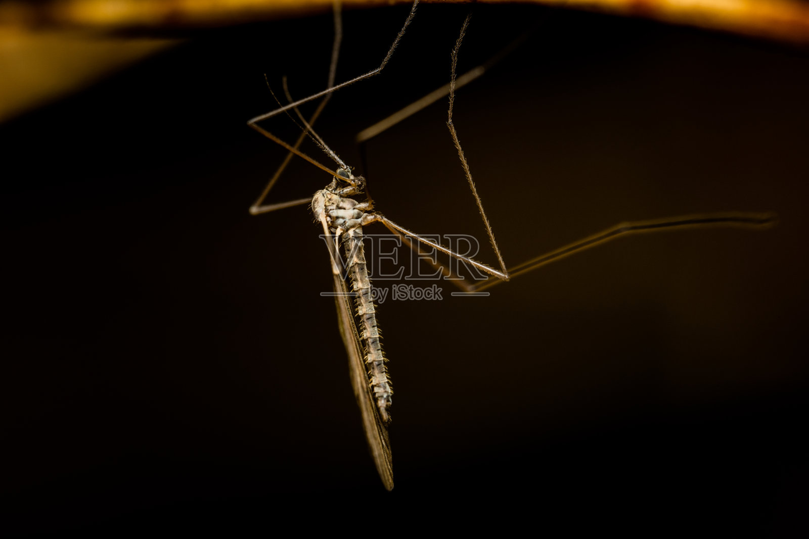 蚊照片摄影图片