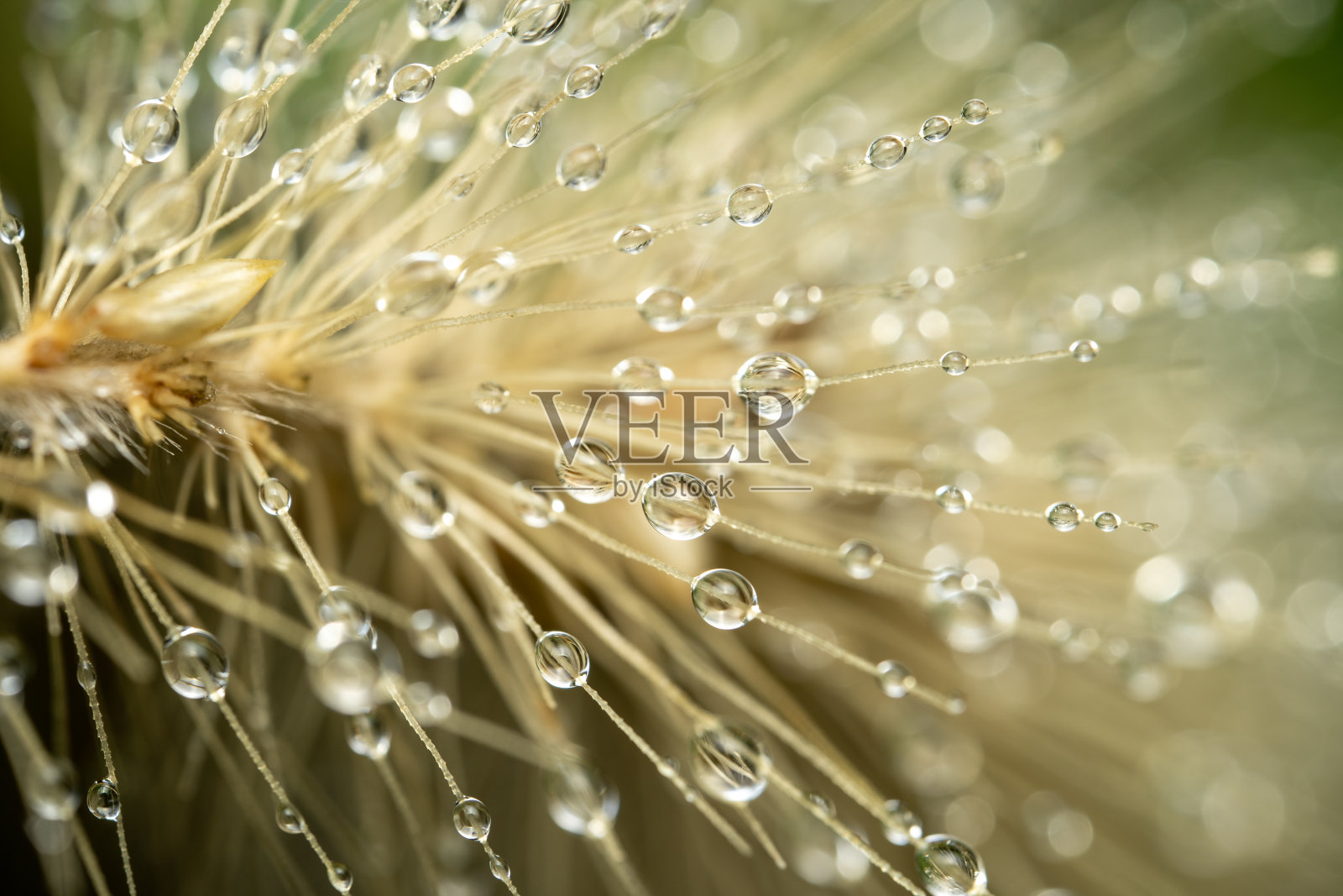 野生的吊灯照片摄影图片