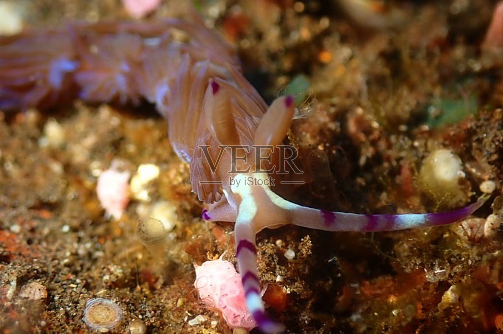 蓝色的龙照片摄影图片