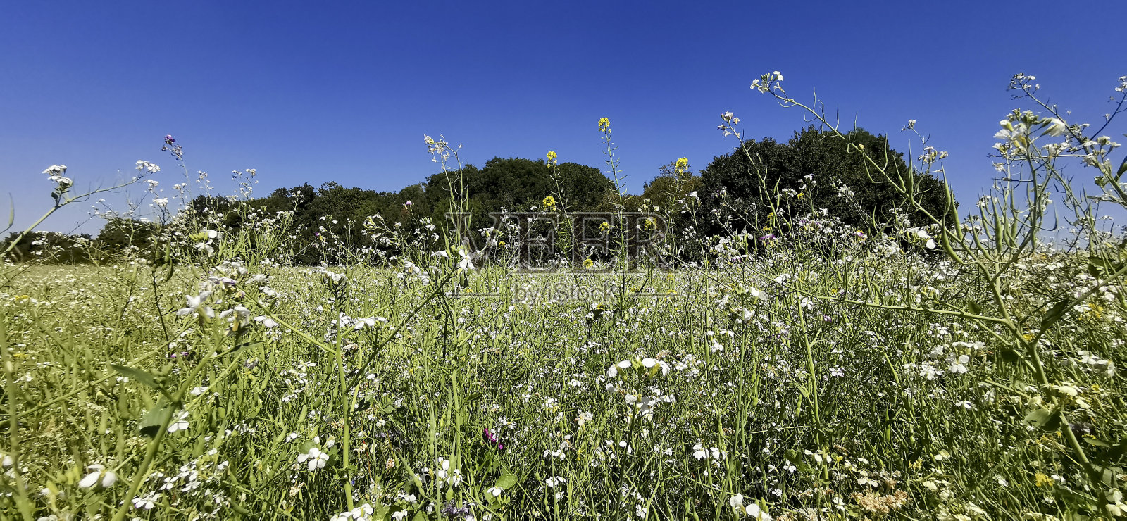 草地上的白色是夏天照片摄影图片