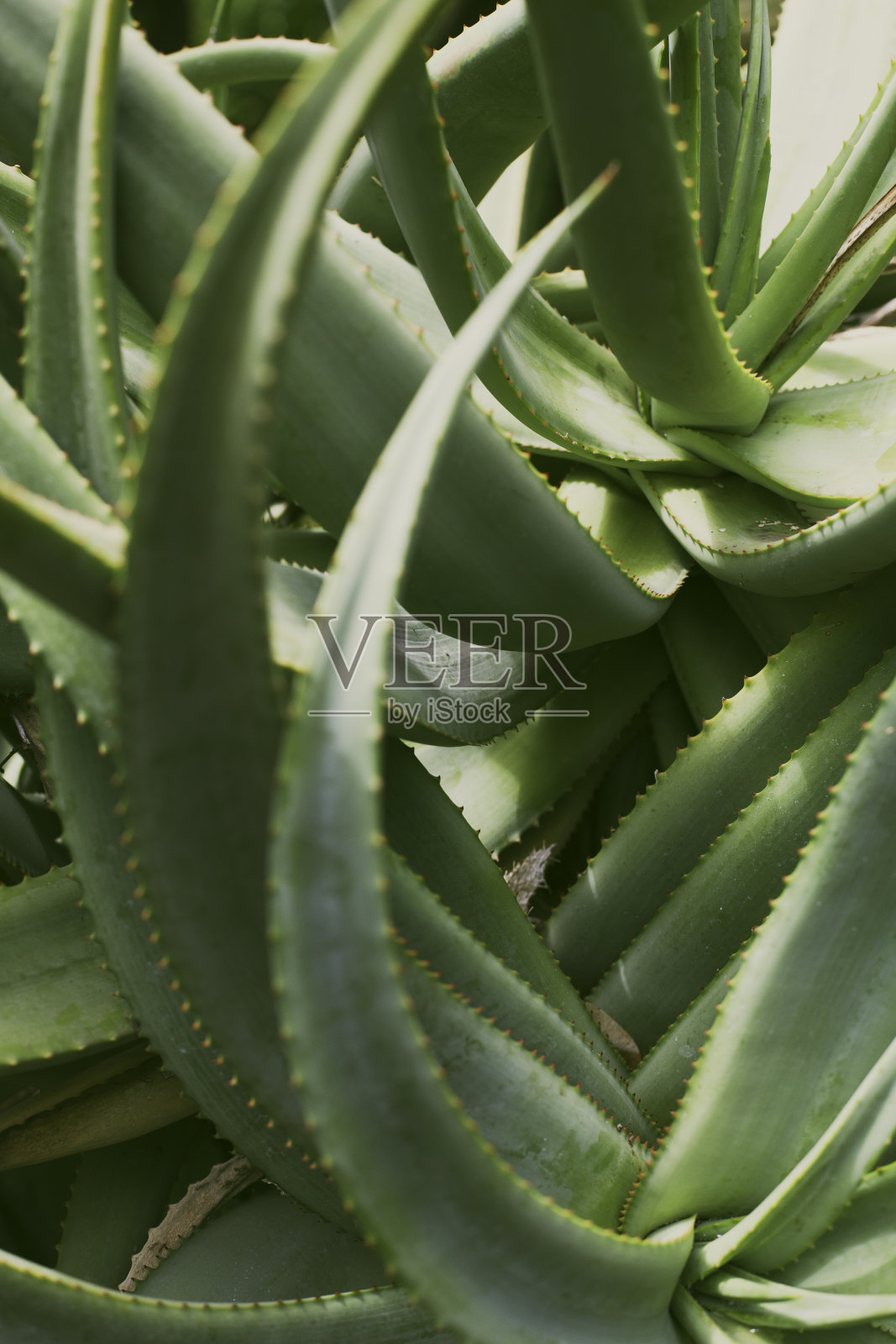 西班牙特内里费的风景照片摄影图片