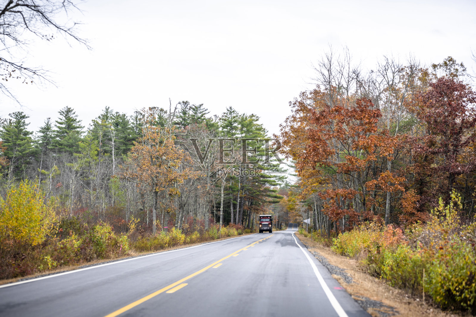 深红色的大卡车和自卸拖车在森林道路上运行，旁边有秋天的树木照片摄影图片