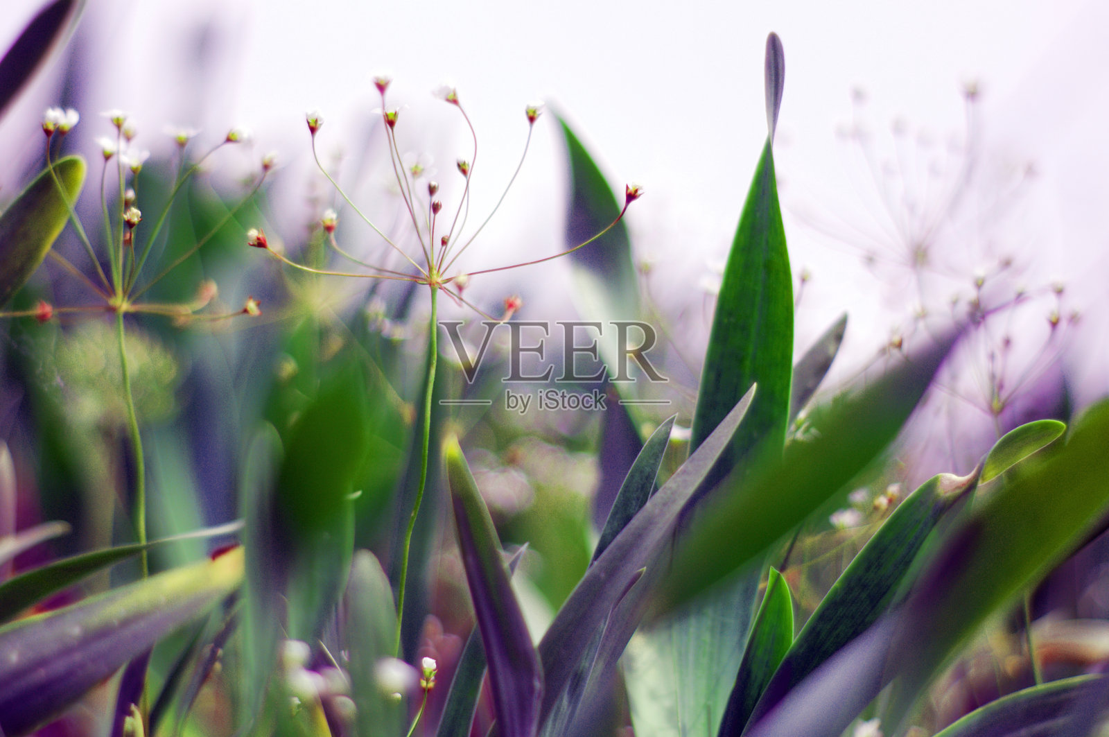 盛开的草地上的白色花朵。特写镜头。照片摄影图片