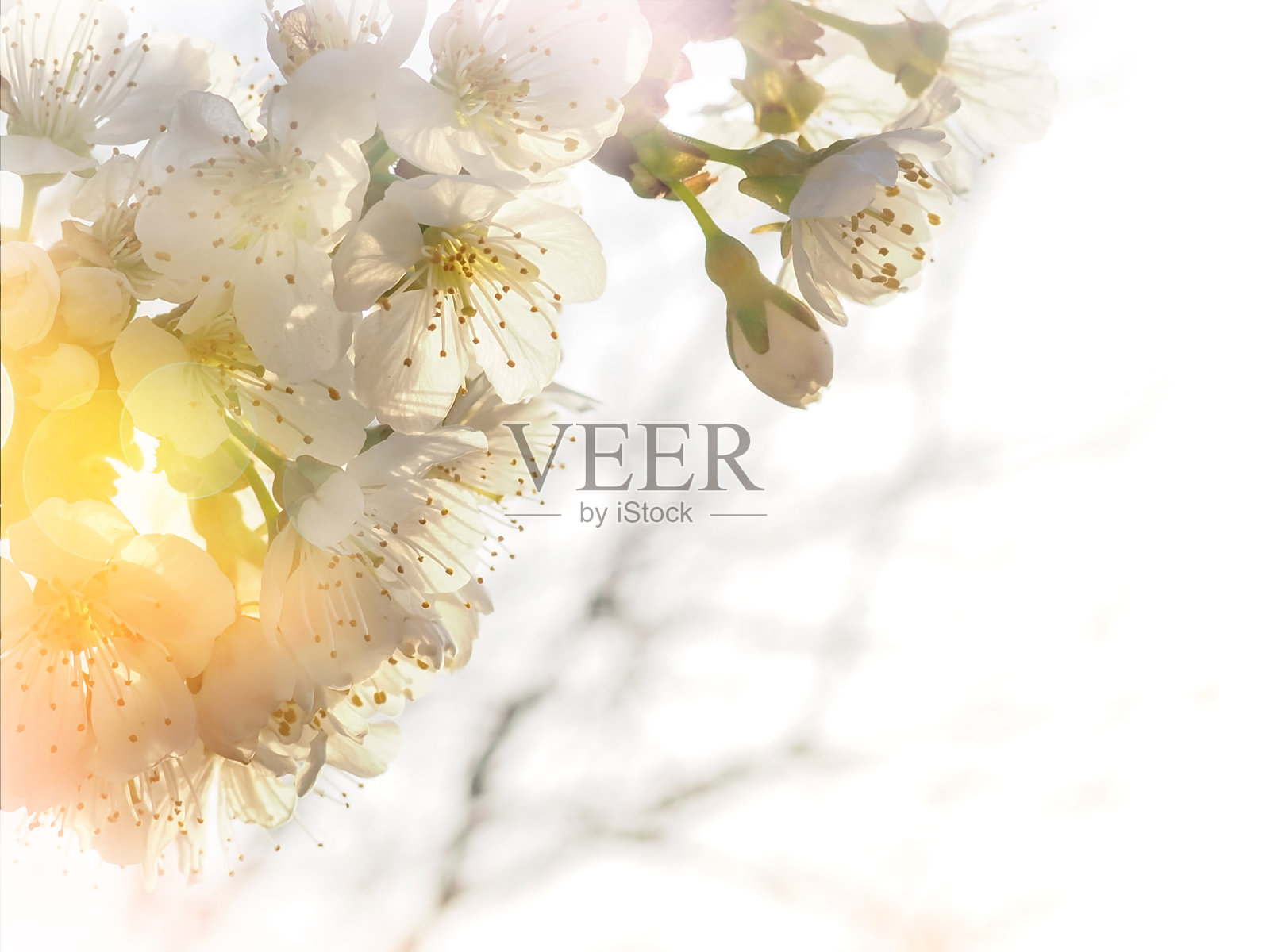 可爱的樱花，春天的花旗。樱花盛开。春天的背景。副本的空间。照片摄影图片