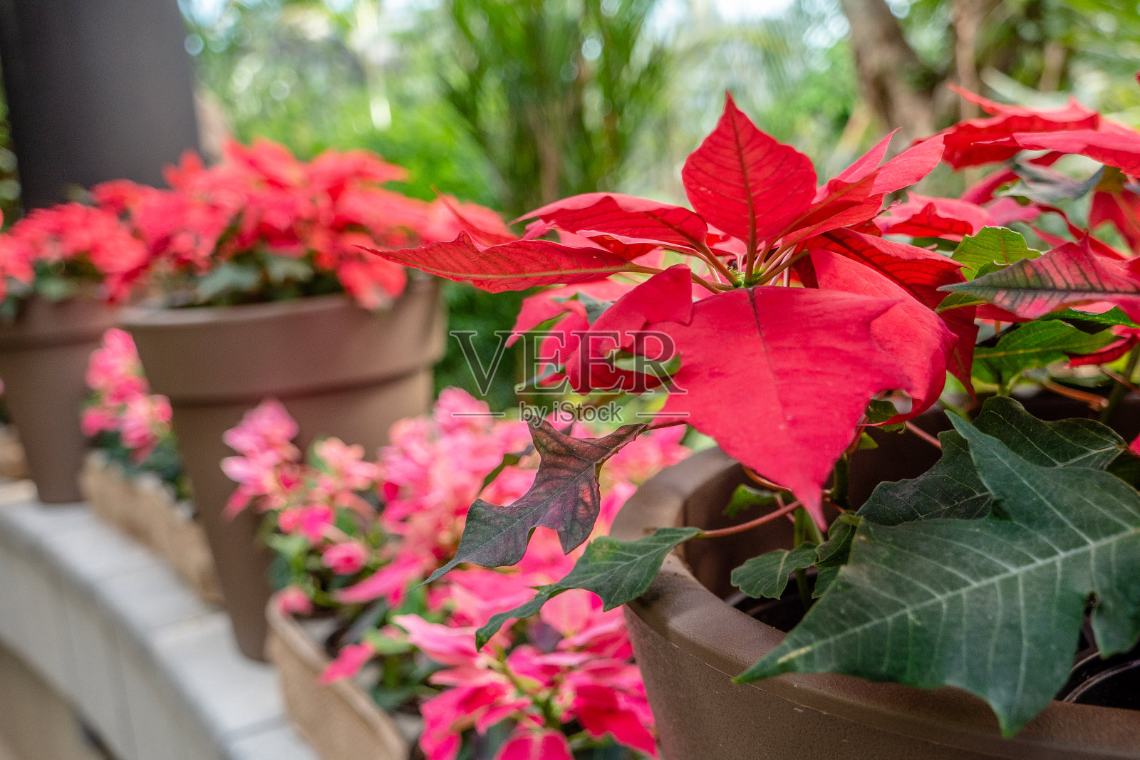 红色的大花和绿色的草照片摄影图片