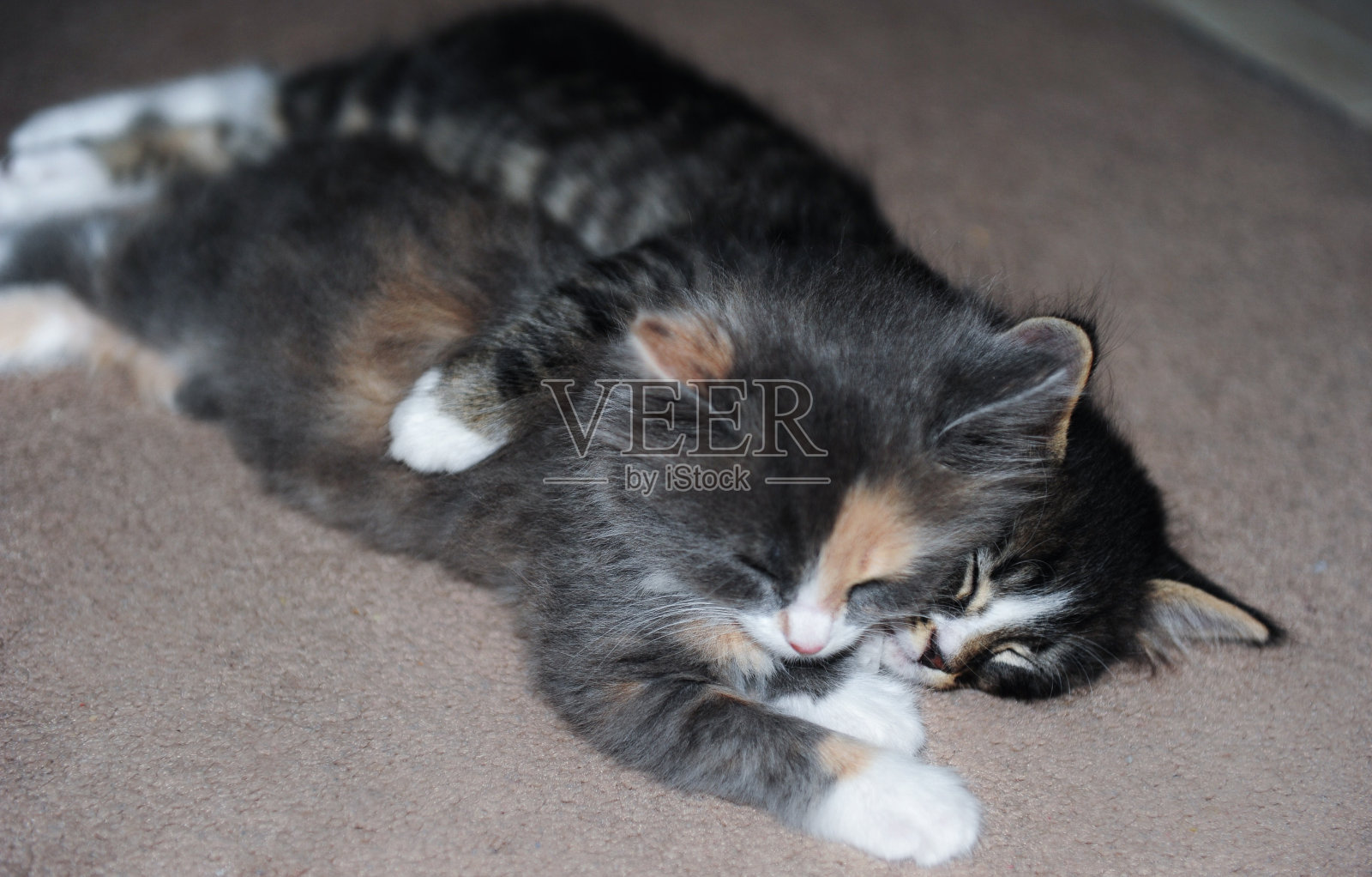 依偎小猫 4照片摄影图片