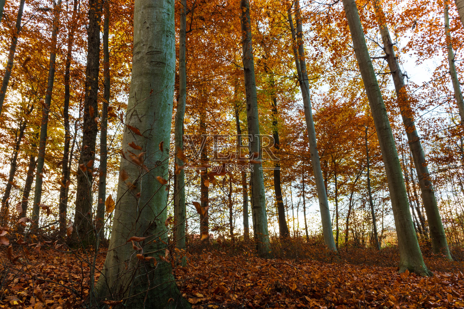 秋天、木材、树叶。照片摄影图片
