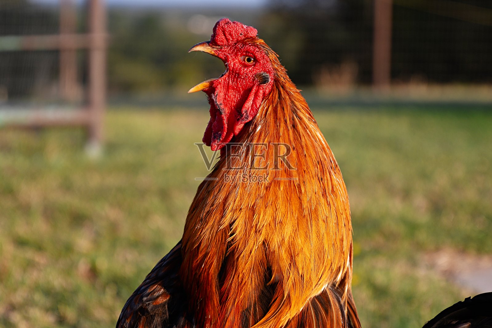 名单照片摄影图片