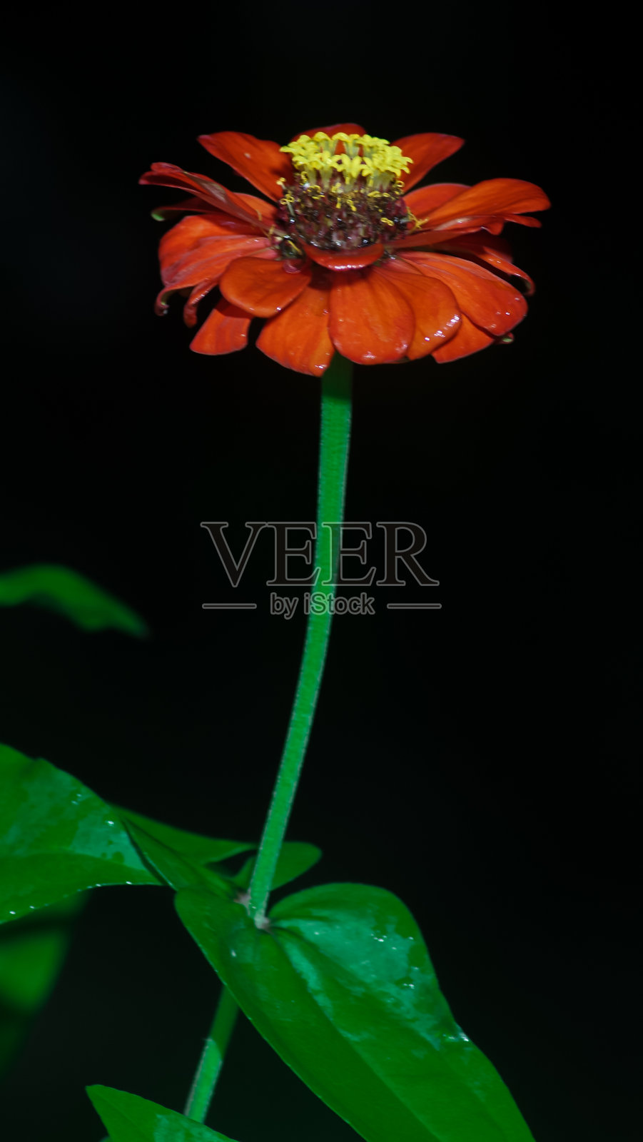 单一的红色的花照片摄影图片