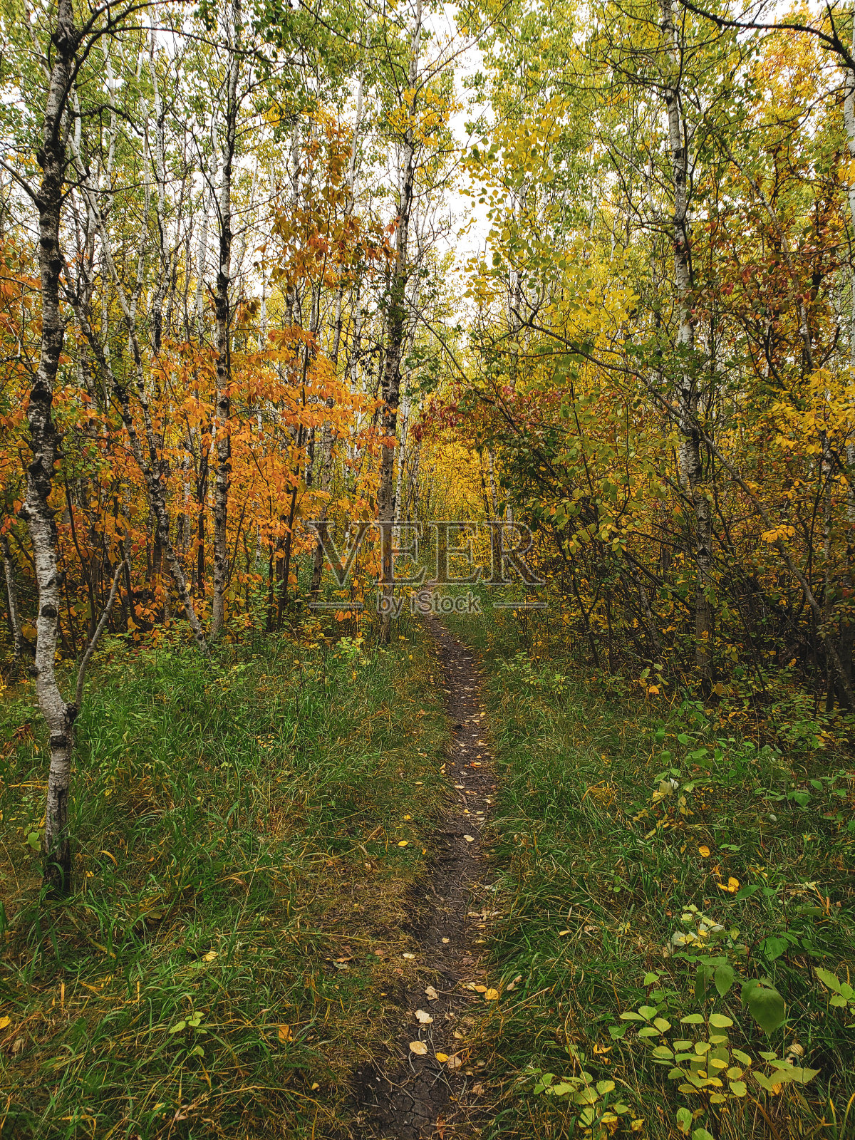加拿大马尼托巴省温尼伯的阿西尼伯恩森林宁静的秋天景象照片摄影图片