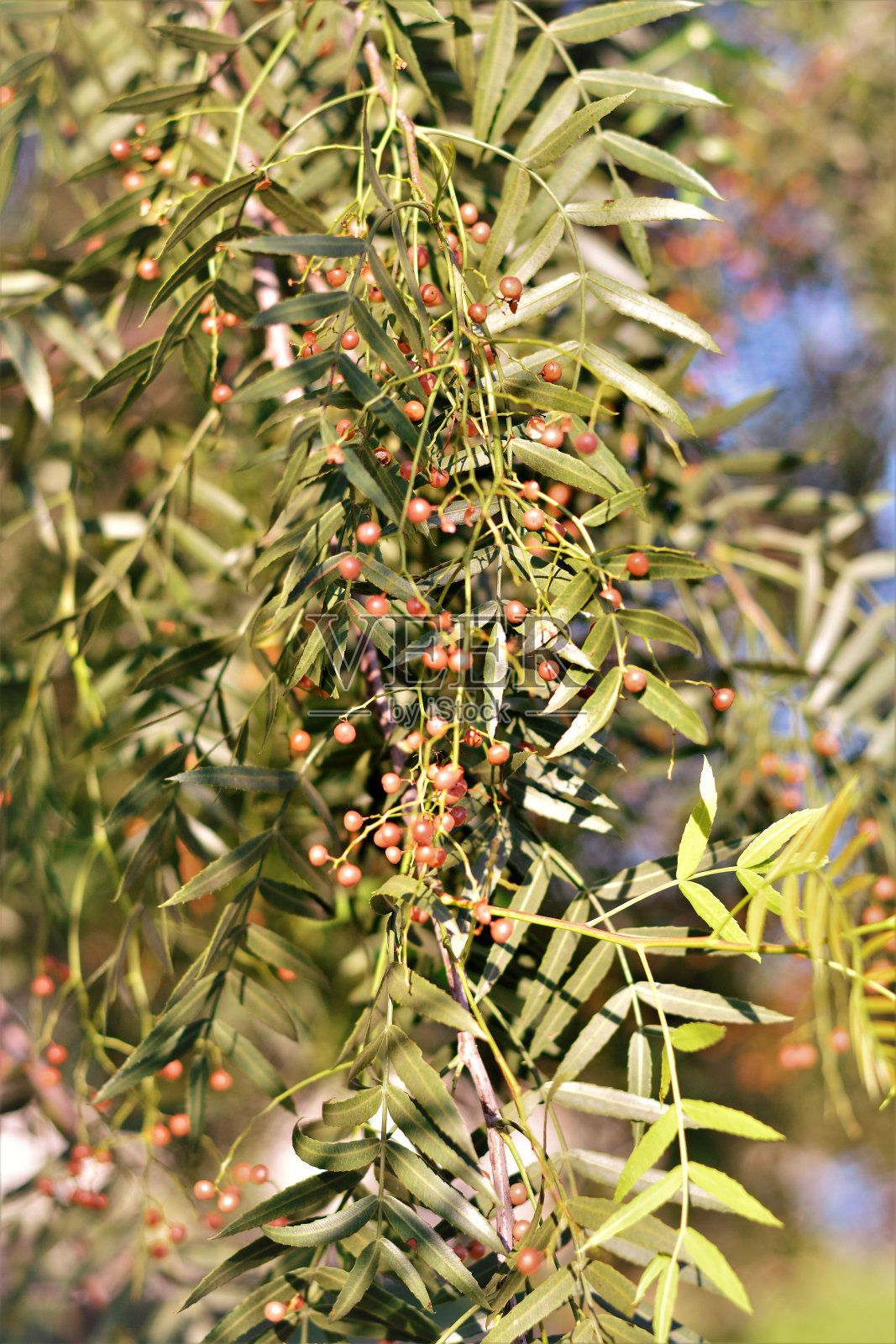 野鼠种子在田间成熟照片摄影图片
