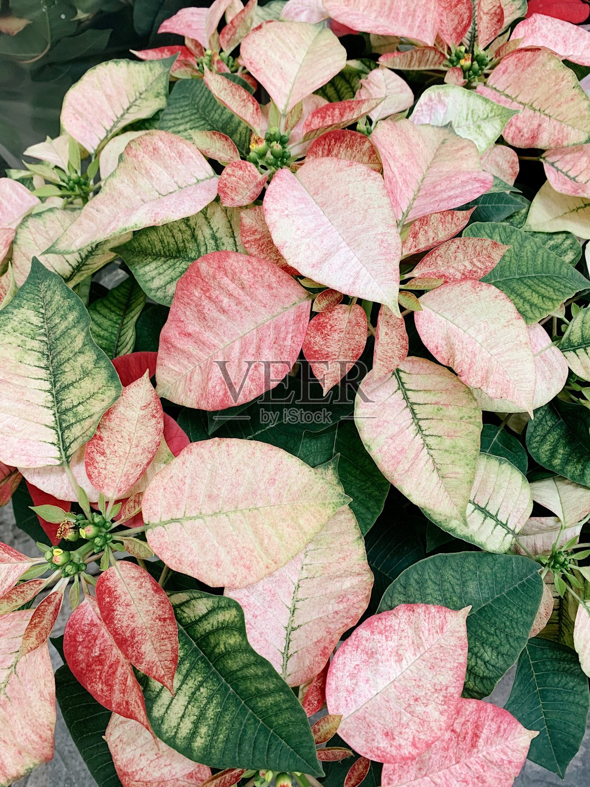 淡粉色，奶油色和绿色的一品红植物花照片摄影图片