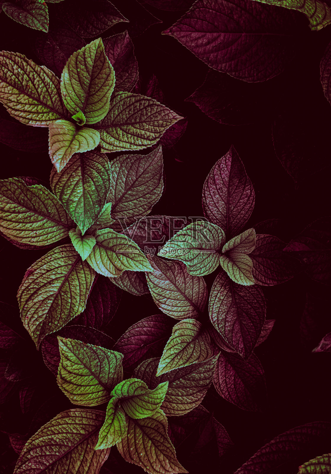 绿色和红色的植物叶子在秋天的季节，秋天的颜色照片摄影图片