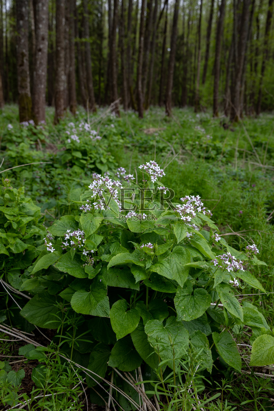 月牙草，被称为多年生植物，是一种多毛茎的多年生草本植物，遍布欧洲。独特的森林山毛榉生态系统与开花植物月月。照片摄影图片