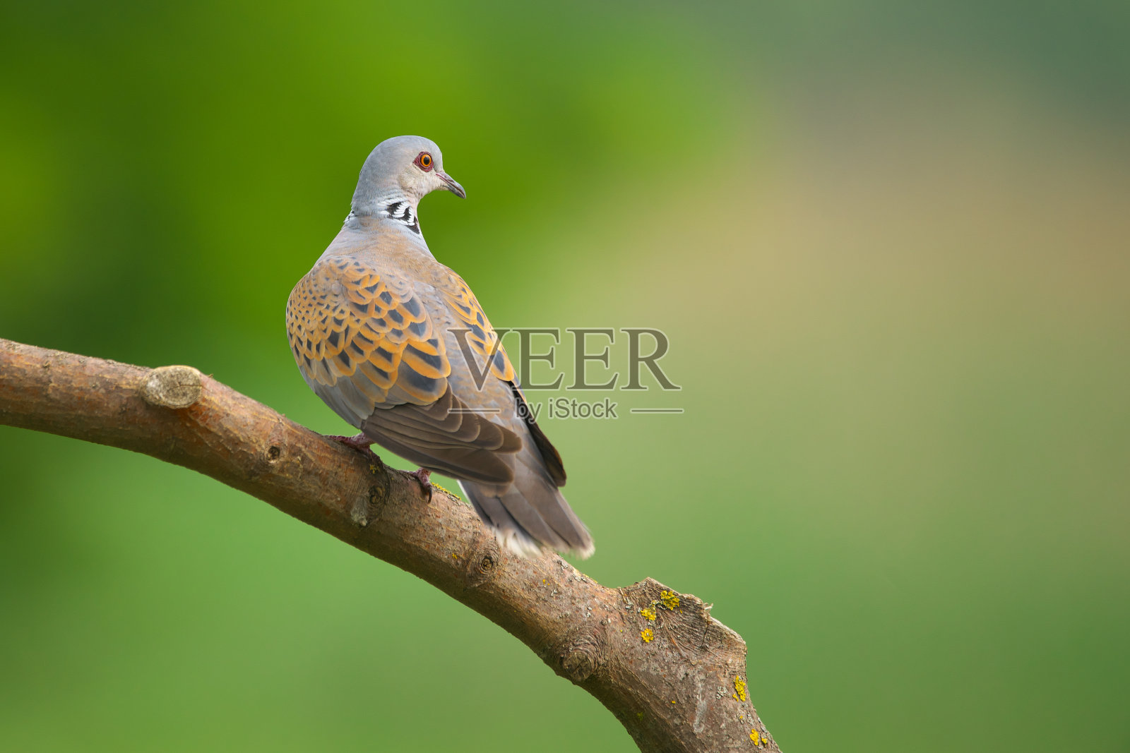 欧洲海龟鸽子 - 斯特雷普托普利亚图尔鸟照片摄影图片