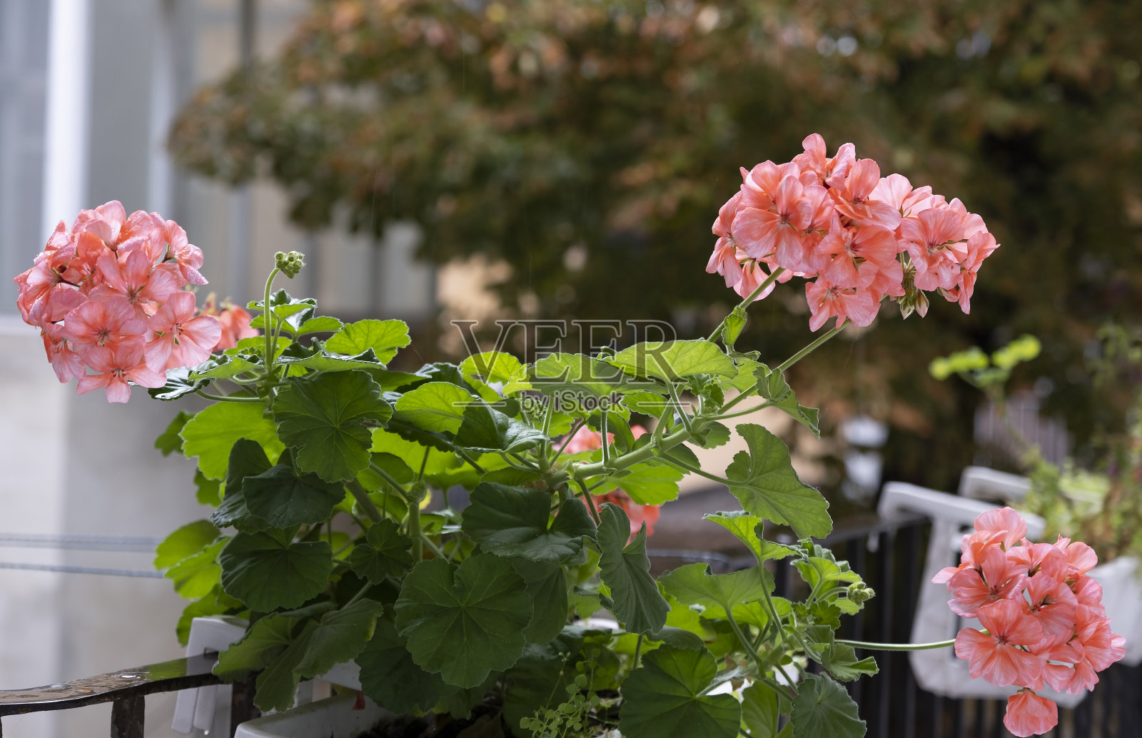 天竺葵花照片摄影图片