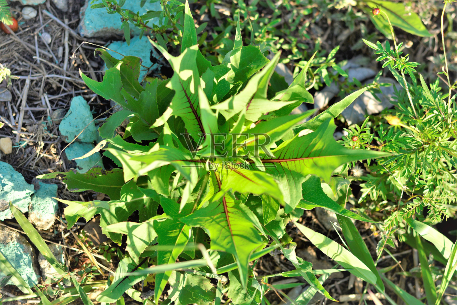 无田生长的加拿大贝拉照片摄影图片