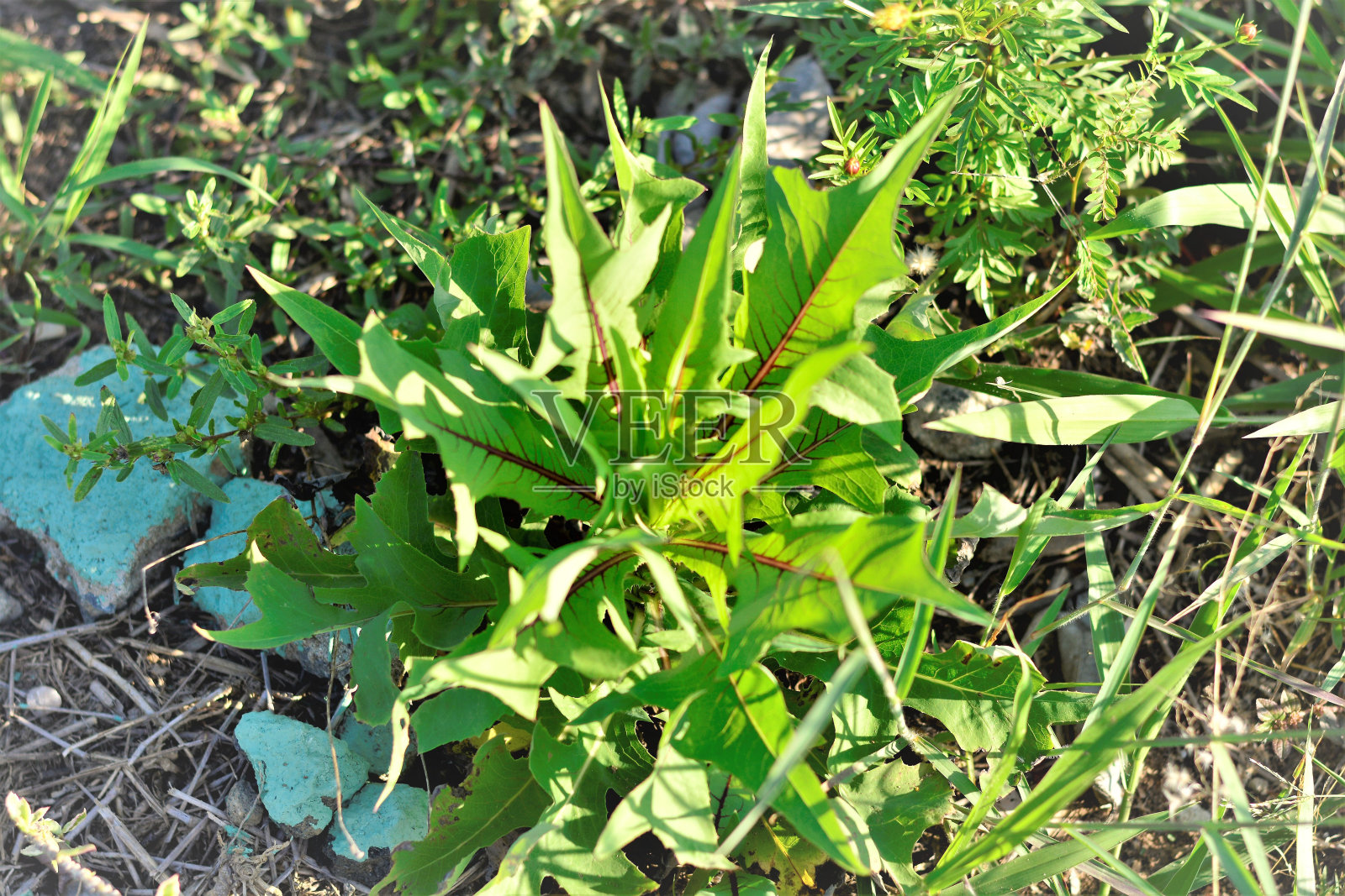 无田生长的加拿大乳杆菌照片摄影图片