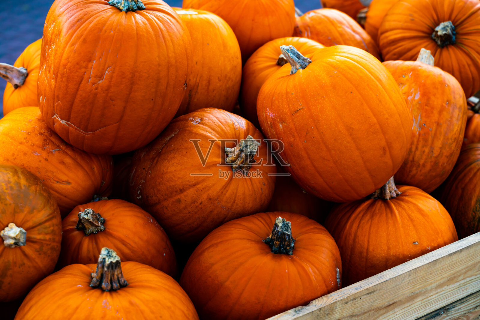 为万圣节准备的一堆成熟的橙色南瓜。照片摄影图片