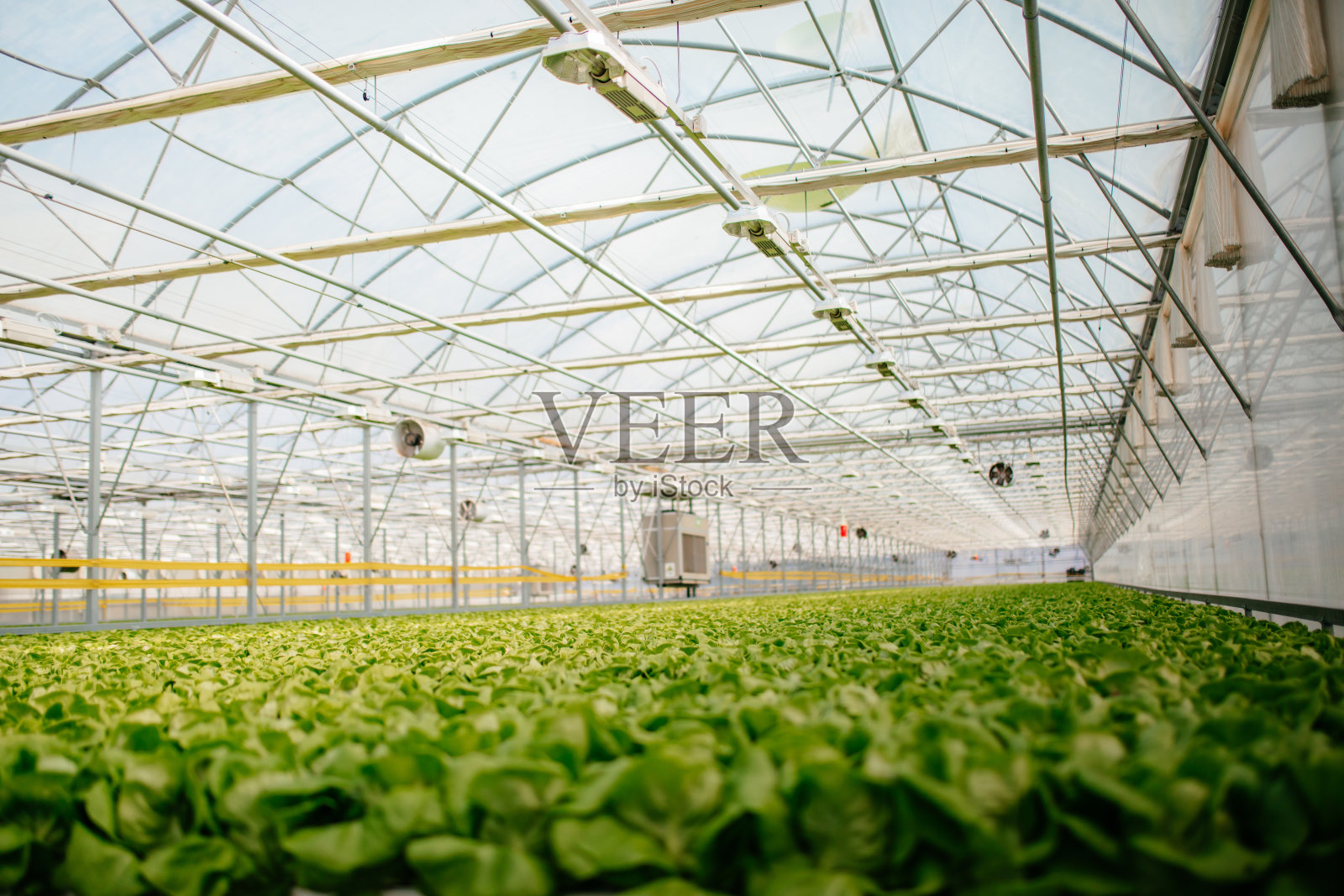 温室内种植莴苣的景象照片摄影图片