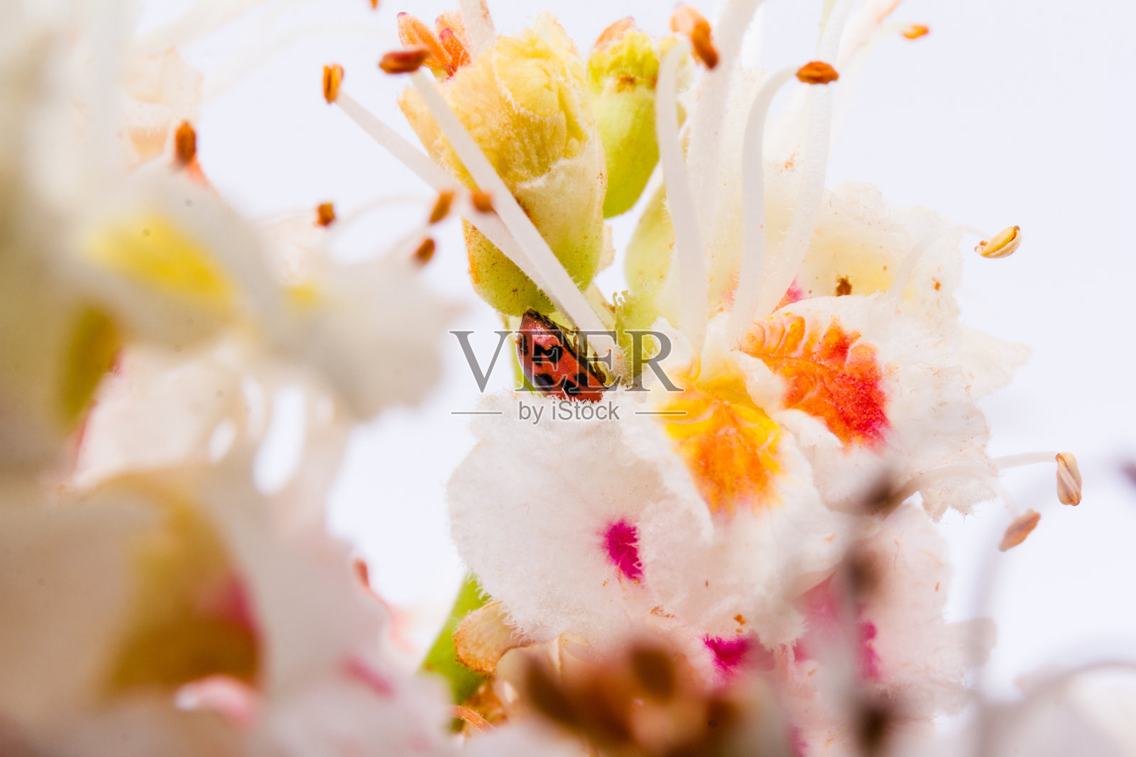 瓢虫在七叶树(七叶树，七叶树)。白色背景上的花和叶照片摄影图片