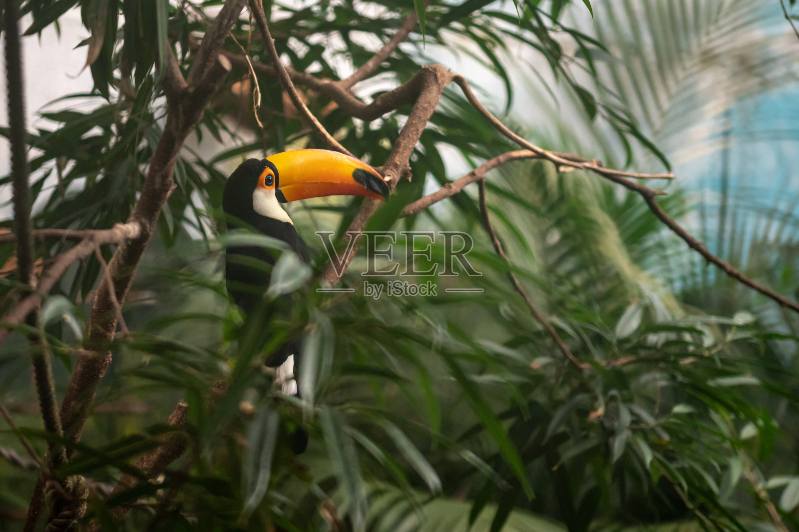 巨嘴鸟(巨嘴鸟)巨嘴鸟科的豆状鸟，栖息在树枝上照片摄影图片