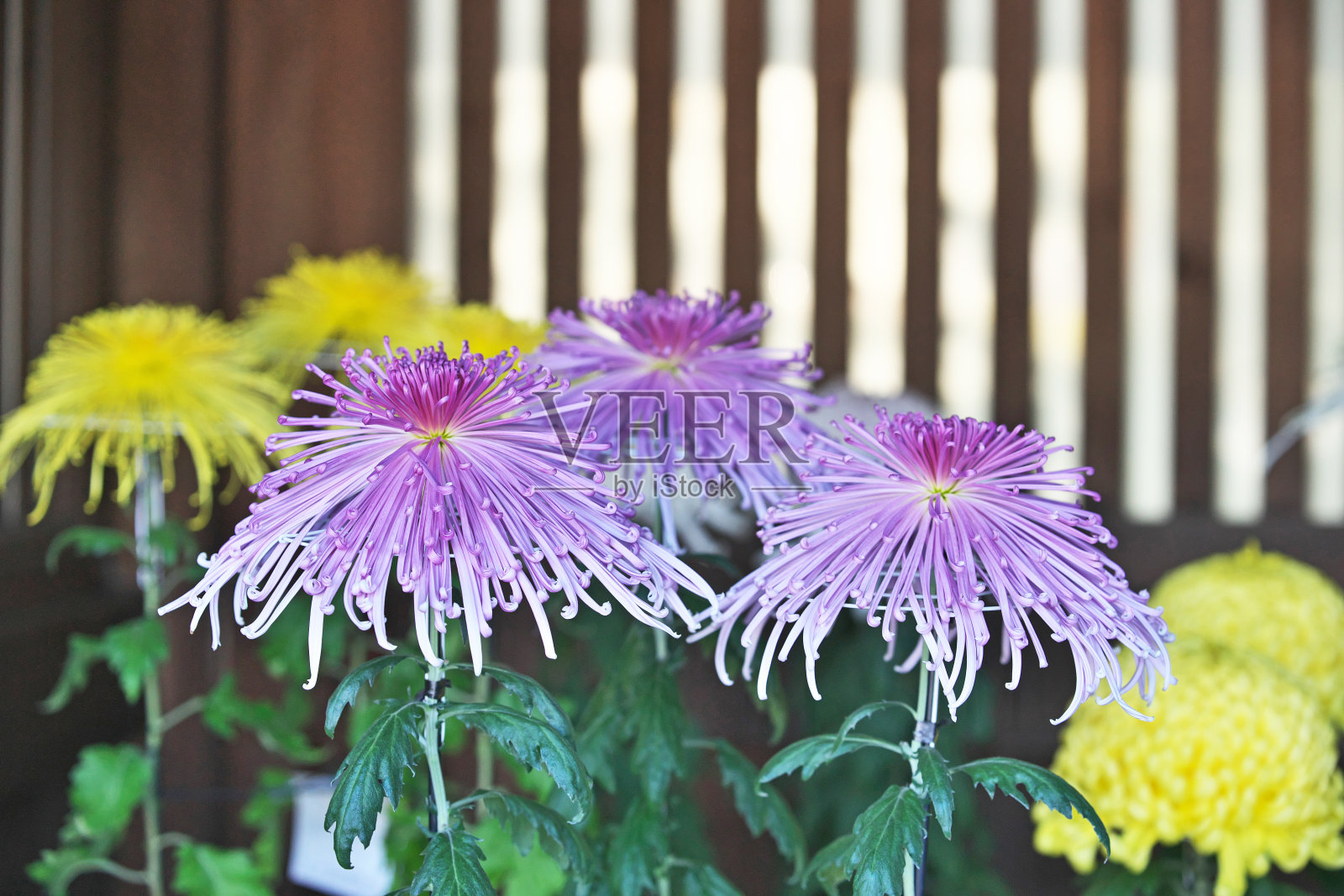 菊花照片摄影图片