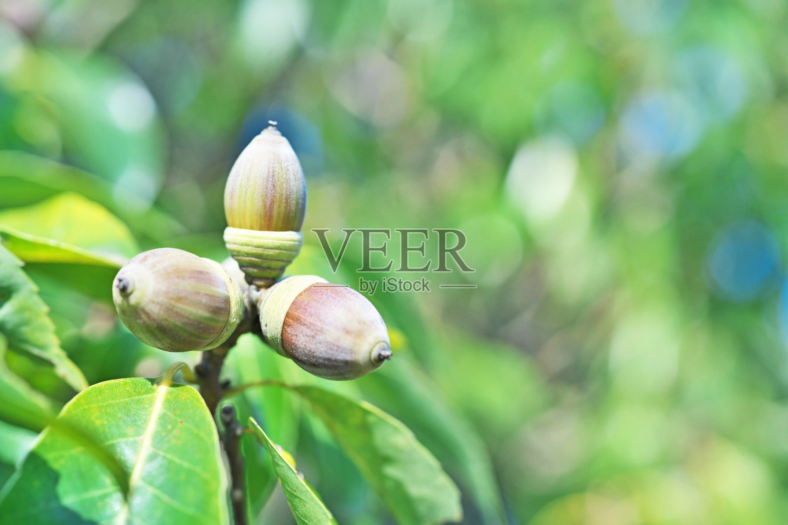 白栎照片摄影图片