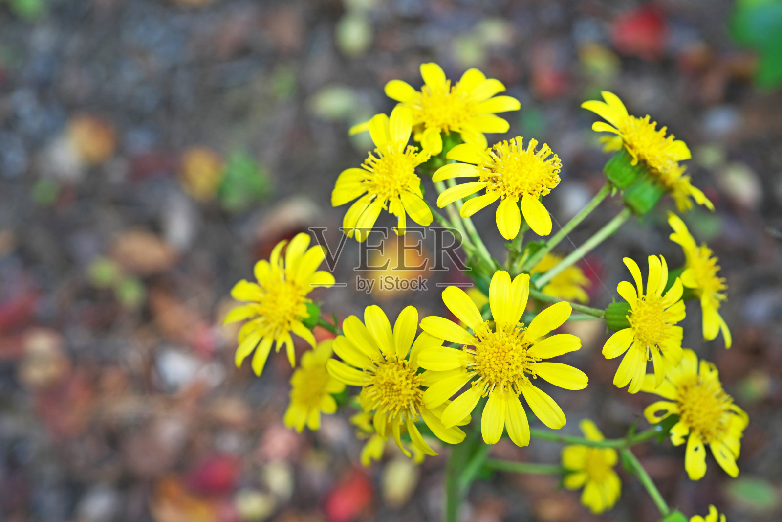 豹子花照片摄影图片